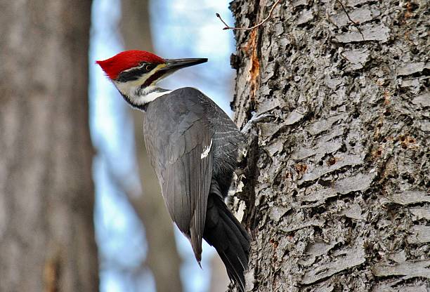 Male Pileated Woodpecker A male Pileated Woodpecker forages in this forest scene, photographed in rural Ontario. pileated woodpecker stock pictures, royalty-free photos & images