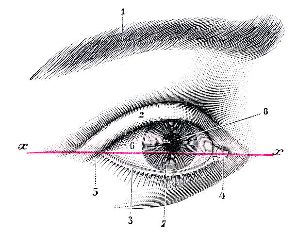 istock Antique medical scientific illustration high-resolution: Eye 528338477