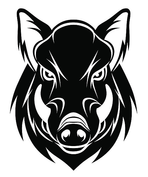 Boar head Vector head of angry boar isolated on the white background. fanged stock illustrations