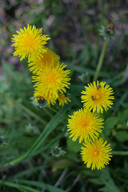 istock Flowers of the field. 528339267