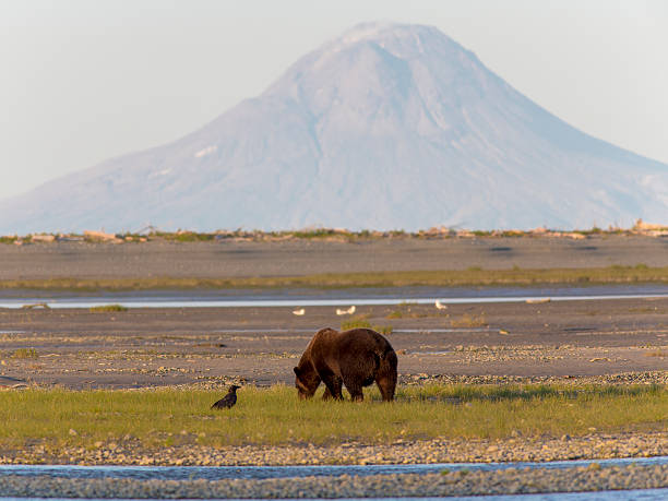 brown bear angeln in einer lagune nahe mt. augustine - augustine stock-fotos und bilder