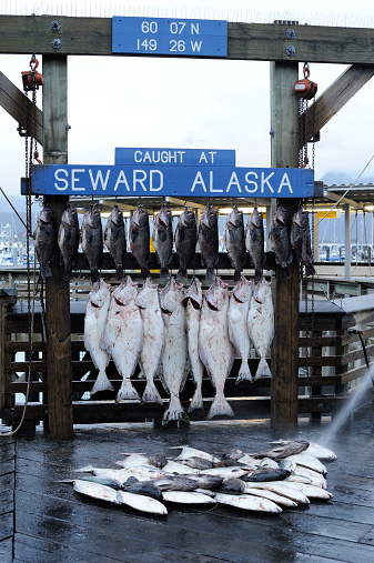 Seward, USA - June 26, 2014. Fish market in Seward. Seward is a port city a the head of Resurrection Bay on the Kenai Peninsula, famous for its scenery and fishing industry. It is surrounded by Kenai Mountains and the waters of Kenai Fjords National Park and one of the most popular tourist destinations in Alaska.