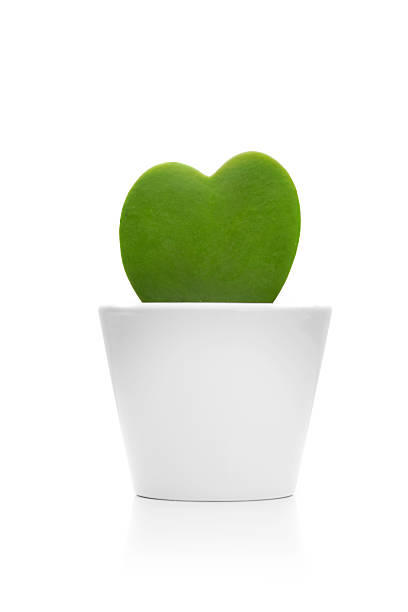 Cactus heart flower pot on white