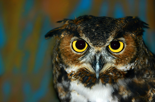 Vivid yellow eyes of horned owl stares unblinking.  Closeup shows beak, eyes and face. Photo could represent, unblinking, intensity, glaring, and glassy eyed.