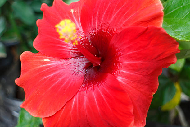 big rare tropical red flower