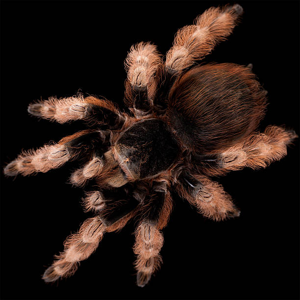 190+ Black And White Tarantula Stock Photos, Pictures & Royalty-Free