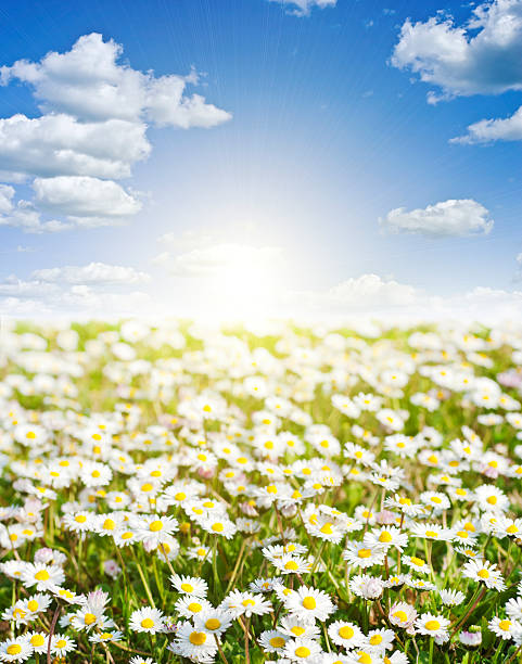 istock field of daisies and perfect sky 528343653