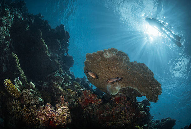 Diver sopra la barriera corallina - foto stock