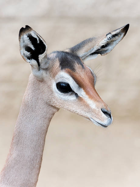 istock Gerenuk Gazelle Portrait 528343901