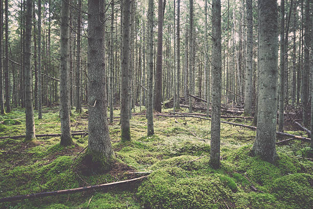 istock forest with moss covered trees and rays of sun. Vintage. 528357645
