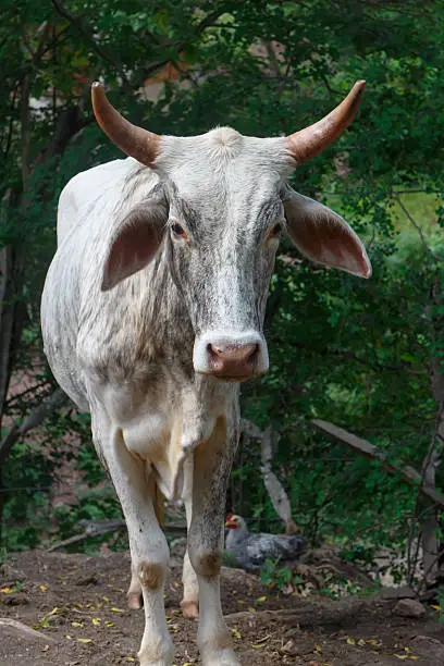 Photo of white bull from nicaraguan farm