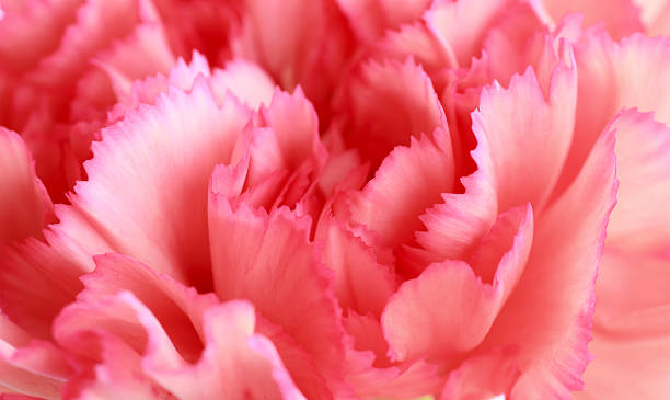 istock drops hibiscus Carnation flower  - Stock Image 528357683
