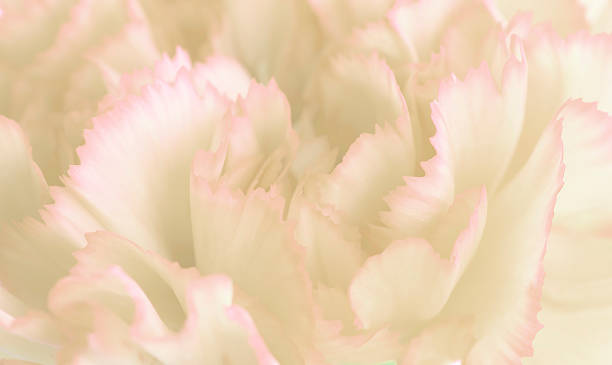 istock drops hibiscus Carnation flower  - Stock Image 528357691
