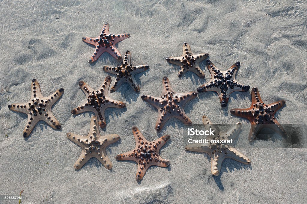 Several Starfish is lying on the Sand at sunset Several Starfish is lying on the Sand of the Beach Animal Stock Photo