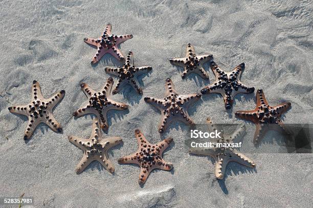 Several Starfish Is Lying On The Sand At Sunset Stock Photo - Download Image Now - Animal, Animal Wildlife, Animals In The Wild