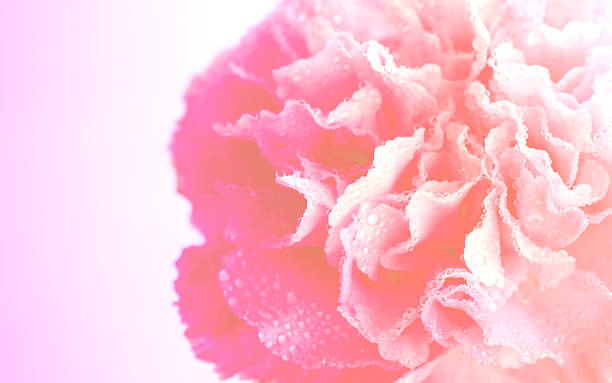 istock drops hibiscus Carnation flower  - Stock Image 528358531