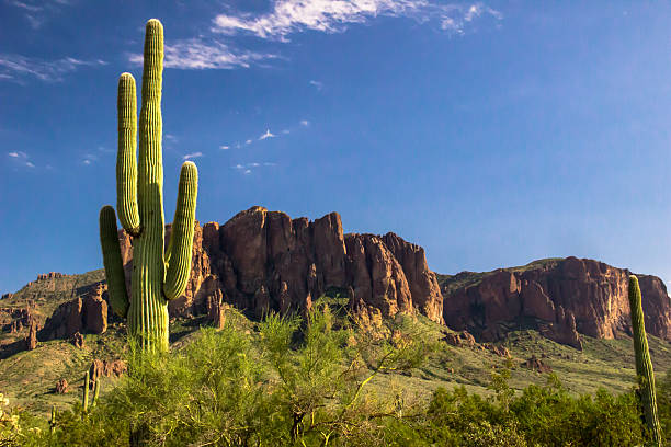 istock Saguaro Companion 528358763