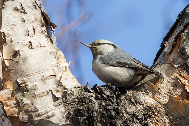 istock Nuthatch who sits in the fork of stone birch autumn 528359097