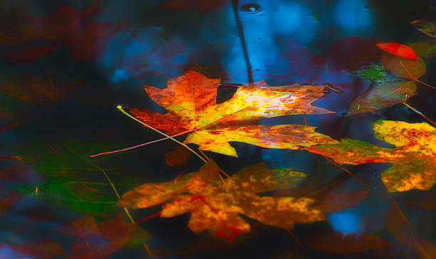 istock Floating Autumn Leaves in a pond 528359287