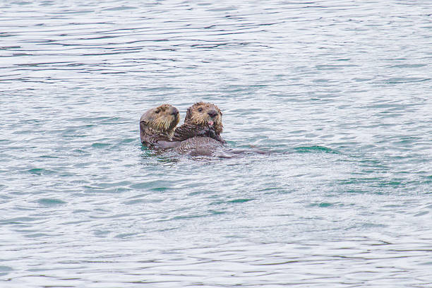 istock Otter mother with her youngster 528359853
