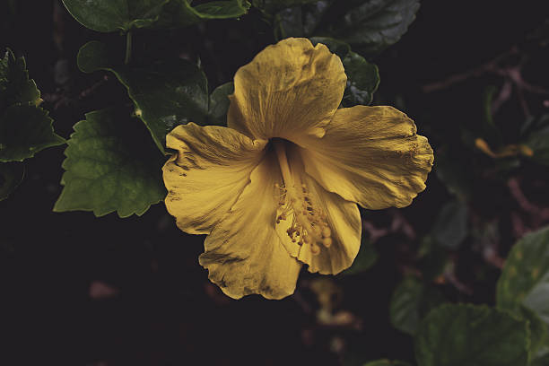 istock Hawaii's Yellow Hibiscus 528360005