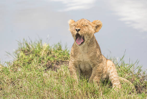 Yawning baby lion sitting close to the water, Masai Mara. Yawning baby lion sitting close to the water in Masai Mara, Kenya. lion cub yawn stock pictures, royalty-free photos & images
