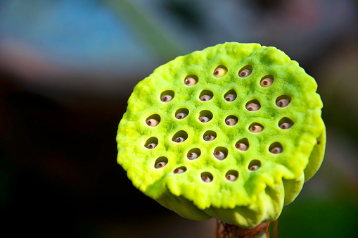 Lotus seeds Species flower,close up