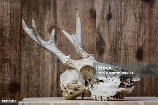 Whitetail Deer Antlered Skull Stock Photo - Download Image Now - Animal, Animal Bone, Animal Skeleton