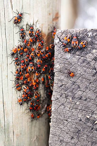 istock Red and black insect swarm on worn fencepost 528362183
