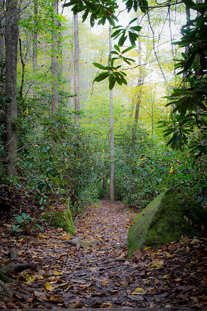 Weg durch den Wald – Foto