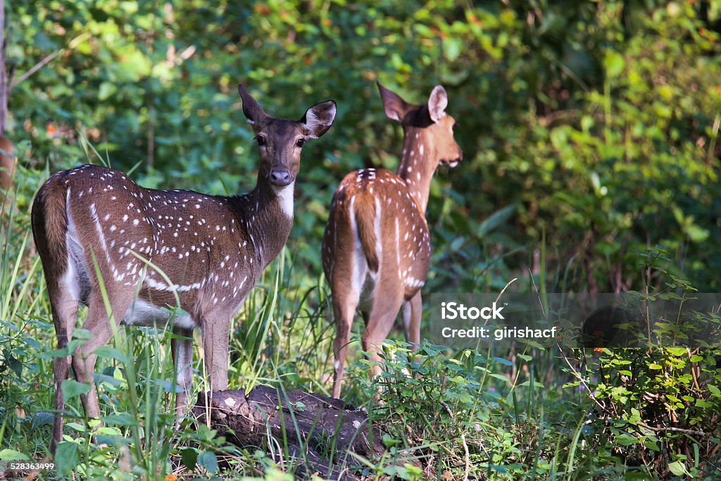 Spotted Deer Stock Photo - Download Image Now - Affectionate, Animal  Wildlife, Animals In The Wild - iStock