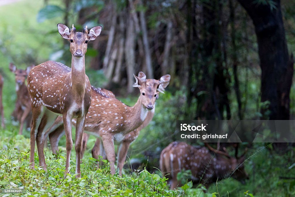 Spotted Deer Family Stock Photo - Download Image Now - Affectionate, Animal  Wildlife, Animals In The Wild - iStock