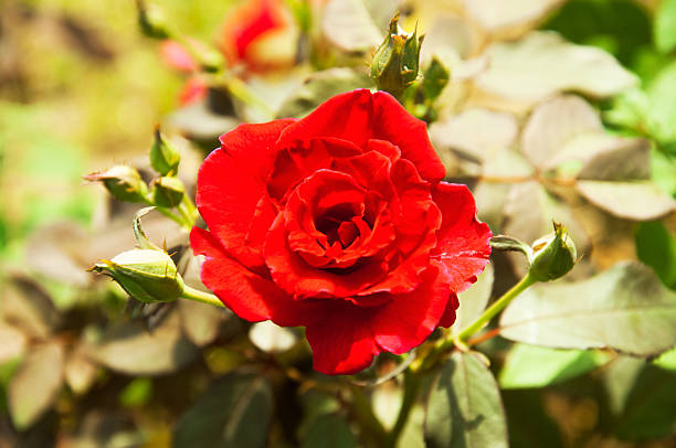 istock red rose flower in the garden 528371369