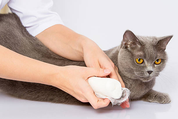 istock doctor and a British cat on white background 528371495