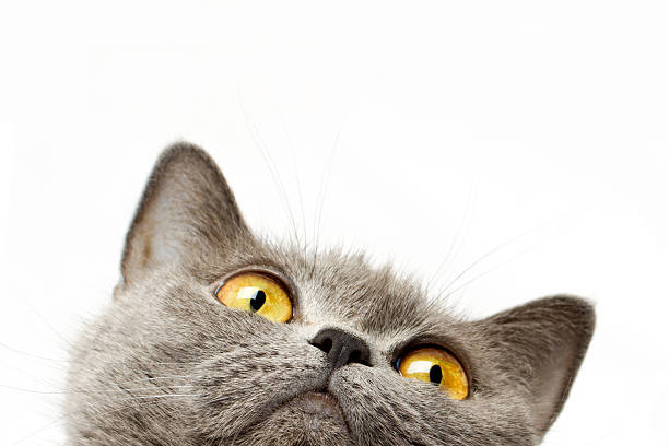 British shorthair cat British cat peeking out from under the white background grey cat white paws stock pictures, royalty-free photos & images