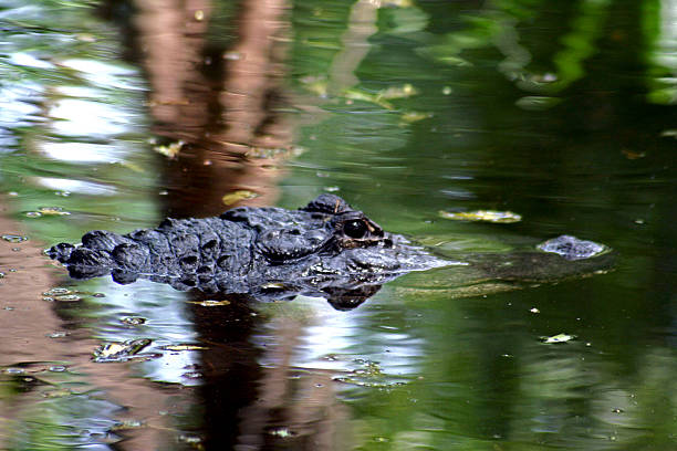 istock Crocodile floating on watr like iceberg 528373919