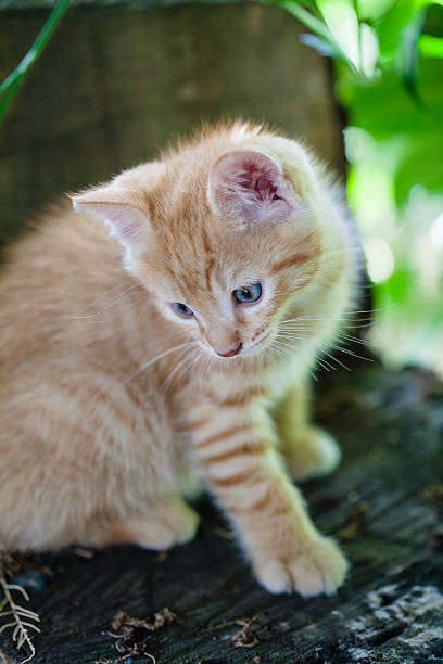 istock Little Cat in the Garden 528378315