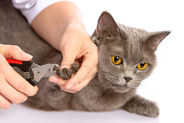 istock doctor and a British cat on white background 528378397