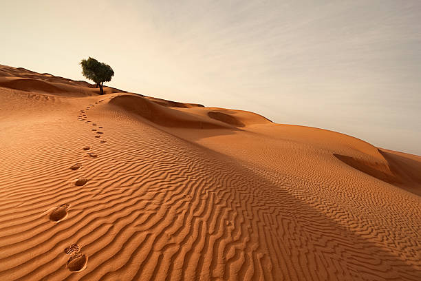 istock footprints out of the desert 528379353