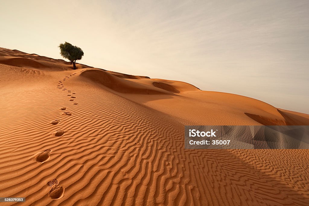 footprints out of the desert lonely tree in the wahiba sands desert of oman with footprints. Desert Area Stock Photo