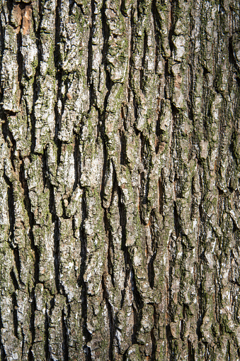 The background of the twisted and cracked bark pattern on the trunk of the old tree