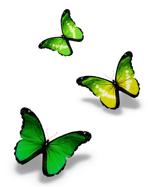 istock Three green butterflies, isolated on white 528387901