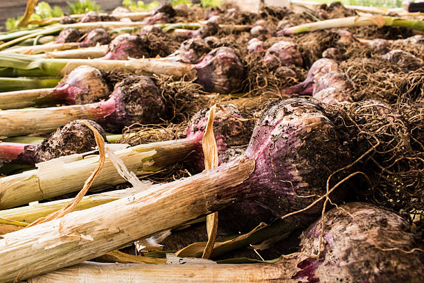 Fresh Garlic Harvest stock photo