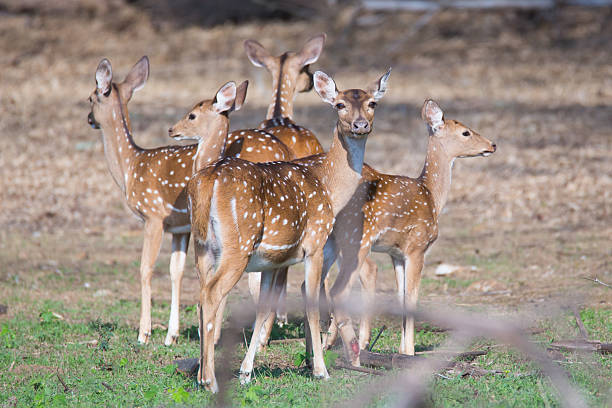 istock Spotted deers looking at all directions 528389603