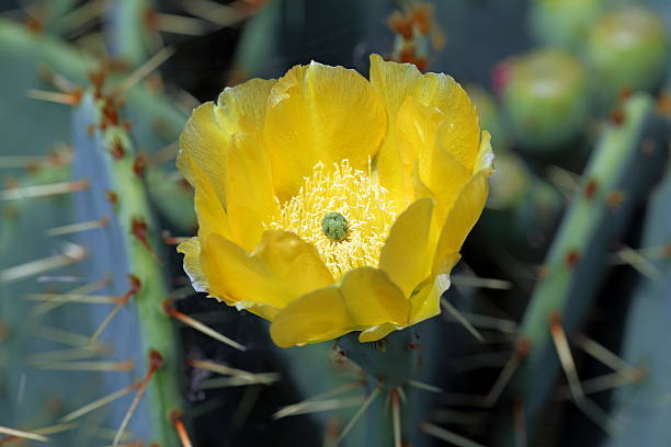 istock Opuntia species. Yellow flower of a cactus 528389607