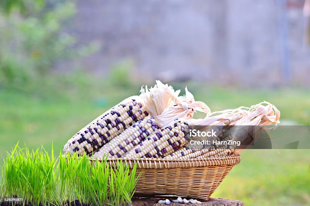 rice seedlings, pod and seed Waxy Corn rice seedlings, pod and seed Waxy Corn in Basket weave with bamboo placed  on Oldes wood Agriculture Stock Photo