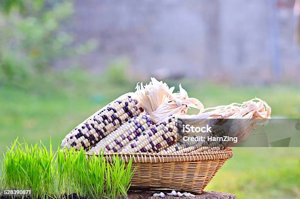 Rice Seedlings Pod And Seed Waxy Corn Stock Photo - Download Image Now - Agriculture, Close-up, Dieting