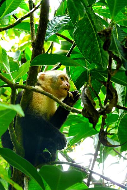 istock White Faced Capuchin monkey in Manuel Antonio National Park 528391483