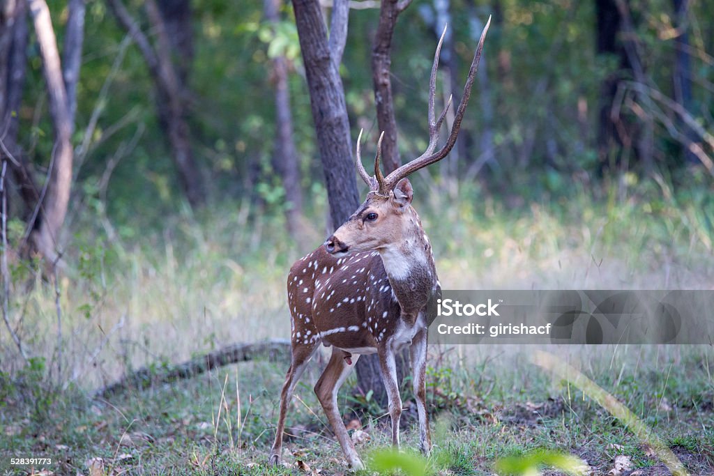 Axis deer profile Canon 6D ISO 400 1/1250 f4 400mm Affectionate Stock Photo