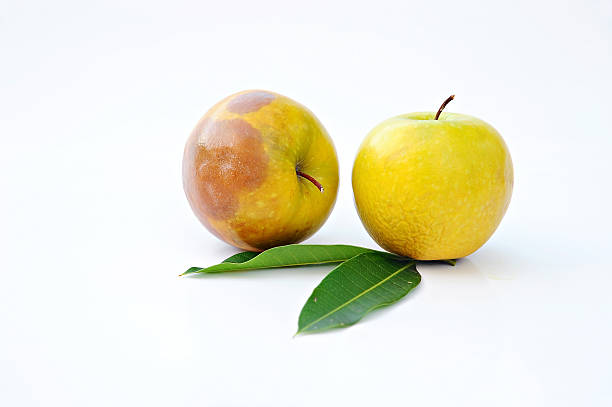 Rotten Green Apple Rotten Green Apple bruised fruit stock pictures, royalty-free photos & images